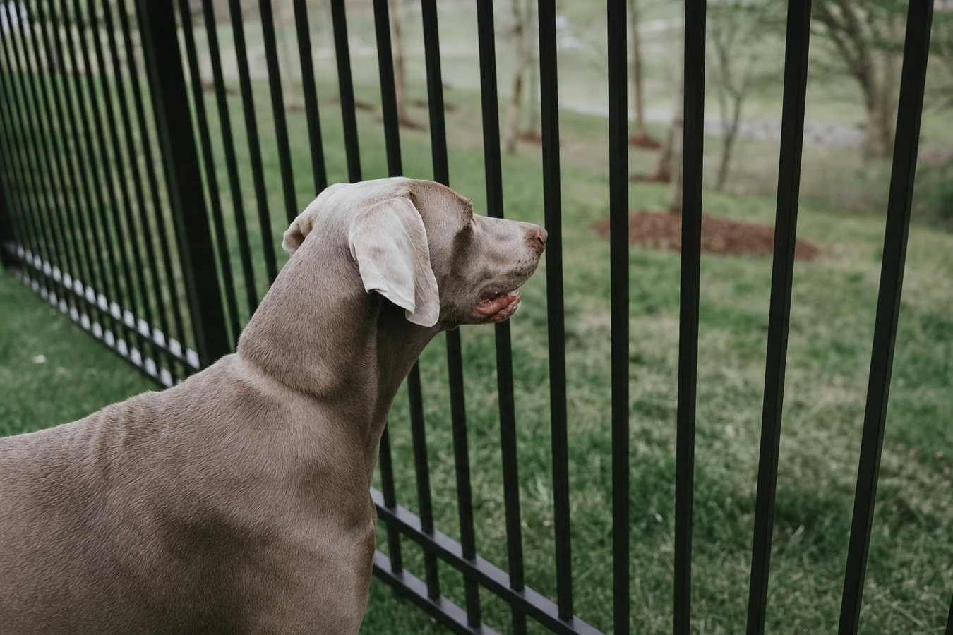 Pet and dog fencing in Nacogdoches, TX